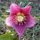 Helleborus orientalis 'Purple Fog'