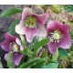 Helleborus orientalis 'Purple Fog'