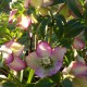 Helleborus orientalis hybr 1