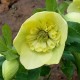 Helleborus orientalis 'Cœur d'Anémone Jaune'