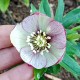 Helleborus orientalis 'Green Aubergine'