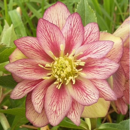 Helleborus orientalis 'Vanille Fraise'