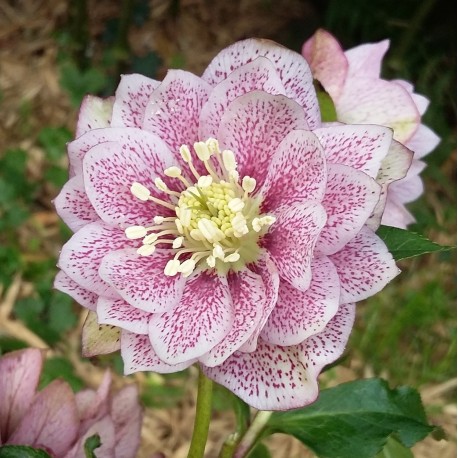 Helleborus orientalis 'Mi Amor'