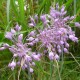 Allium coloratum