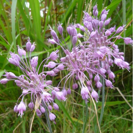 Allium coloratum