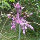 Allium coloratum