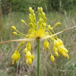 Allium flavum 'Glaucum'