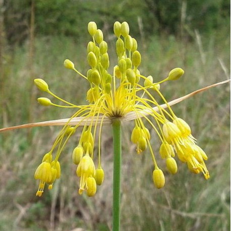 Allium flavum 'Glaucum'