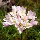 Allium roseum