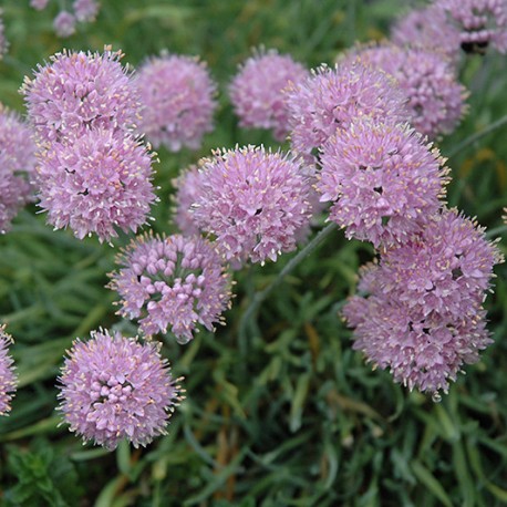 Allium scenescens var. glaucum