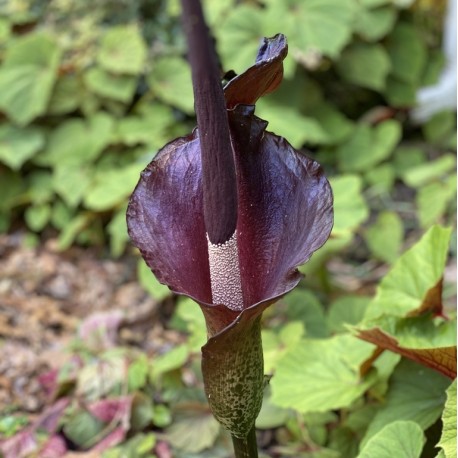 Amorphophallus konjac