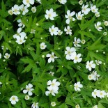 Anemone canadensis