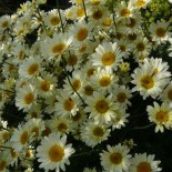 Anthemis tinctoria 'Sauce Hollandaise'