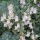 Antirrhinum glutinosum