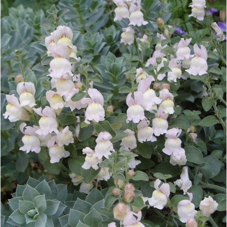 Antirrhinum glutinosum