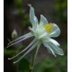 Aquilegia caerulea 'Kristall'