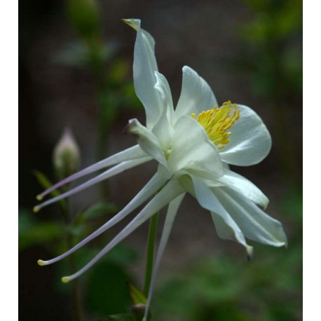 Aquilegia caerulea 'Kristall'