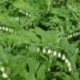 Polygonatum multiflorum