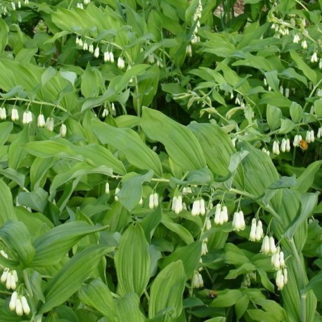 Polygonatum multiflorum