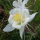 Aquilegia caerulea 'Kristall'