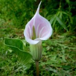 Arisaema candidissimum