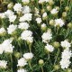 Armeria maritima 'Alba'