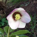 Helleborus orientalis 'White Aubergine'