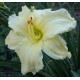 Hemerocallis 'Wedding Cake'