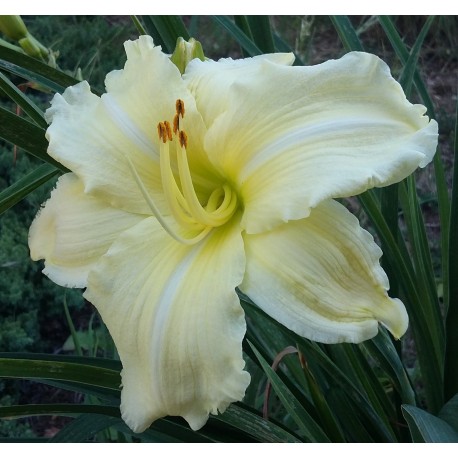 Hemerocallis 'Wedding Cake'