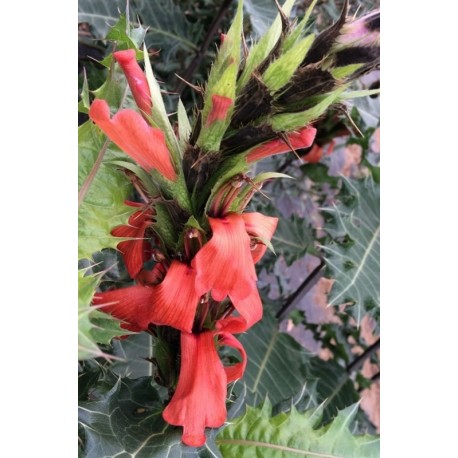 Acanthus sennii (arboreus)