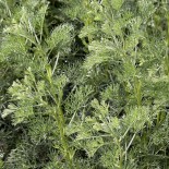 Artemisia abrotanum