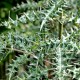 Acanthus sennii (arboreus)