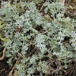 Artemisia maritima