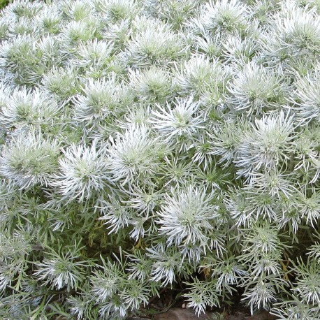 Artemisia schmidtiana 'Nana'