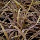 Arthropodium candidum 'Purpureum'