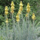 Asphodeline lutea