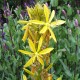 Asphodeline lutea