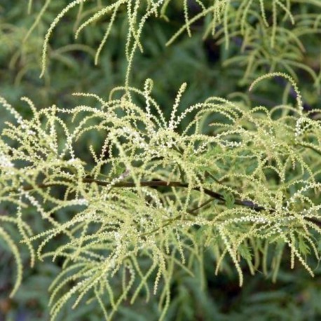 Aruncus dioicus 'Kneiffii'