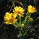 Heterotheca villosa
