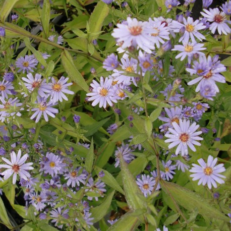 Aster cordifolius 'Ideaal'