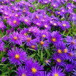 Aster dumosus 'Augenweide'