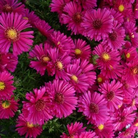 Aster dumosus 'Jenny'