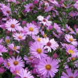 Aster dumosus 'Marjorie'