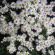 Aster dumosus 'Apollo'