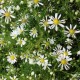 Aster datschii