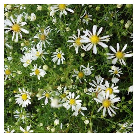 Aster datschii