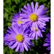 Aster novae angliae 'Constance'