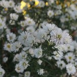 Aster pringlei 'Monte Cassino' double