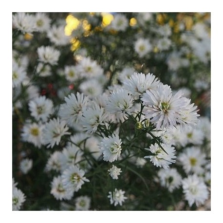 Aster pringlei 'Monte Cassino' double