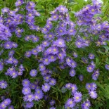 Aster x ericoides 'Blue Wonder'